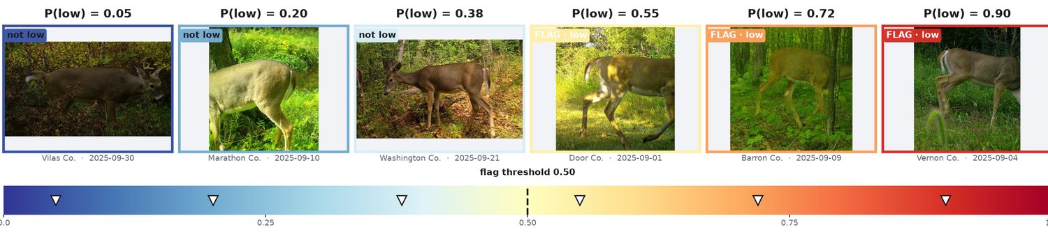 Six white-tailed deer photographed by camera traps, ordered by model score from 0.05 to 0.90. The first three are outlined in blue and labelled not low; the last three are outlined in orange and red and labelled flag, low. A blue-to-red colour bar marks the flag threshold at 0.50.