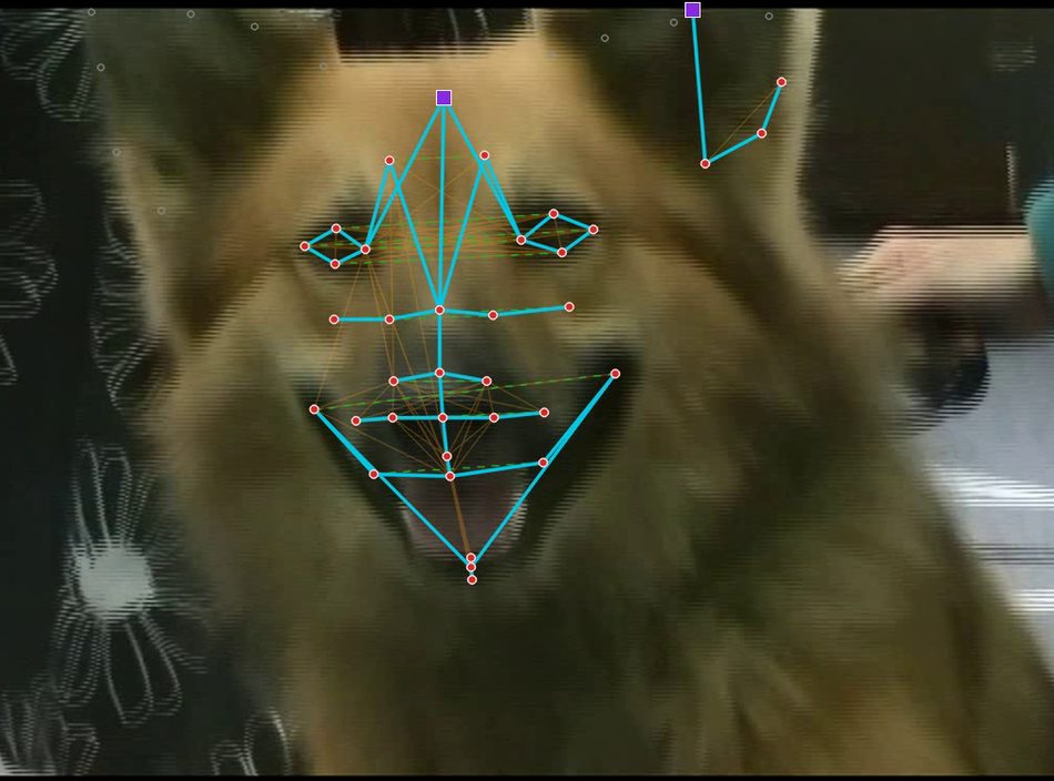 A video frame of a German shepherd's face with a facial landmark graph drawn over it: red nodes joined by bright cyan anatomical contours, fainter orange shared-muscle edges, and purple square super-nodes at the ears and pose reference.