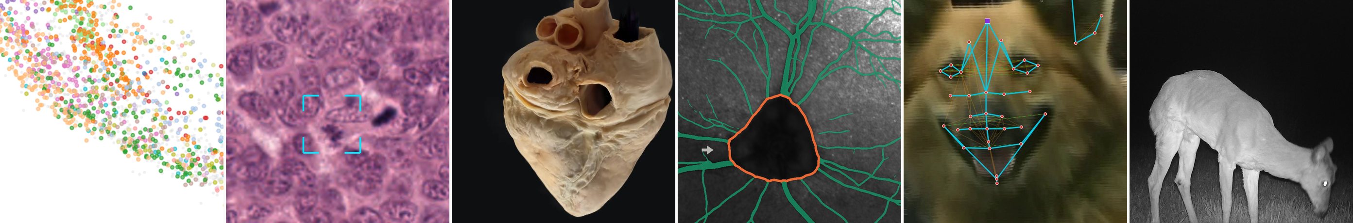 Six research images side by side: a scatter of coloured points from a genome embedding, a pink and purple stained tissue tile, a three-dimensional reconstruction of a heart specimen on black, a retinal scan with vessels traced in green and the optic disc outlined in orange, a facial landmark graph drawn in cyan over a video frame of a dog, and an infrared night camera-trap frame of a deer.